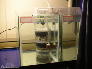 孔雀鱼饲养全攻略 从鱼缸布置到专业用品分享