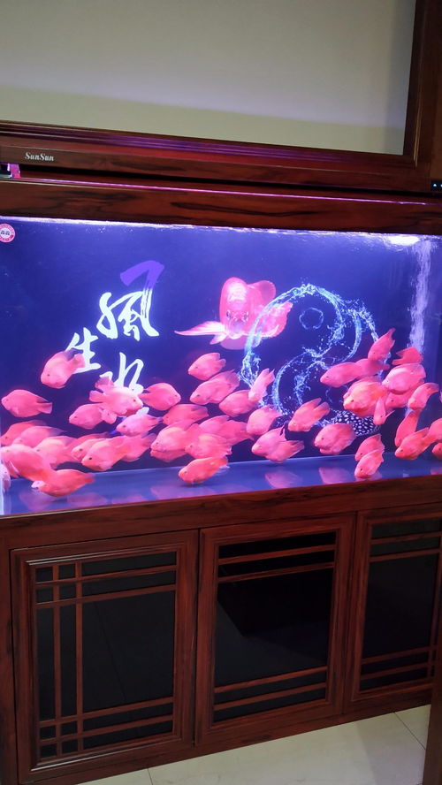 上海水族世界 从鱼缸到鱼食的一站式观赏鱼消费指南