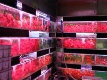 重庆一站式水族生活解决方案 大型鱼缸定制、观赏鱼批发与宠物食品用品精选