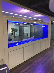 上海花鸟鱼虫鱼缸市场 一站式选购观赏鱼与水族用品