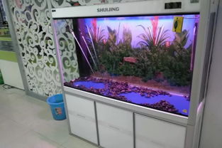 鱼缸也有寿命，你的鱼缸是否已“过期”？